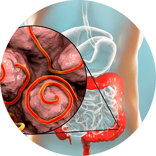 Maagdarmkanaal en parasieten